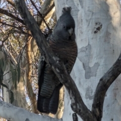 Callocephalon fimbriatum at Phillip, ACT - suppressed