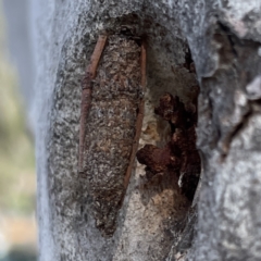 Trigonocyttara clandestina (Less-stick Case Moth) at Russell, ACT - 6 Oct 2023 by Hejor1