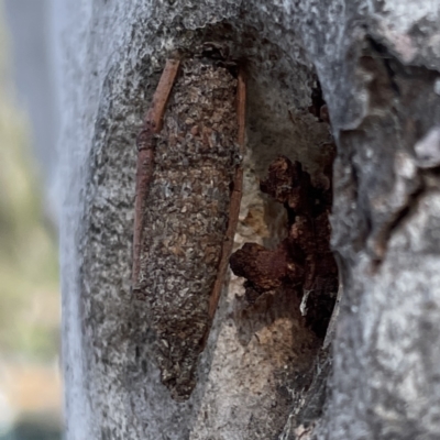 Trigonocyttara clandestina (Less-stick Case Moth) at Russell, ACT - 5 Oct 2023 by Hejor1