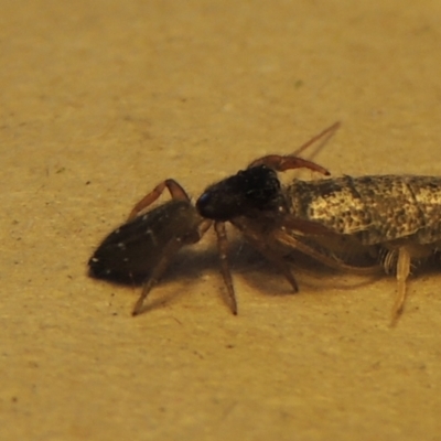 Holoplatys invenusta (Jumping spider) at Conder, ACT - 21 Apr 2023 by michaelb