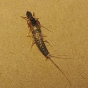 Ctenolepisma longicaudatum at Conder, ACT - 21 Apr 2023 11:43 AM