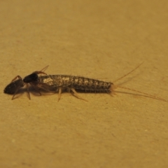 Ctenolepisma longicaudatum at Conder, ACT - 21 Apr 2023 11:43 AM