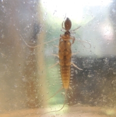 Ctenolepisma longicaudatum at Conder, ACT - 21 Apr 2023