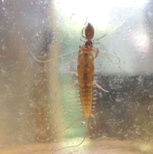 Ctenolepisma longicaudatum at Conder, ACT - 21 Apr 2023 11:43 AM