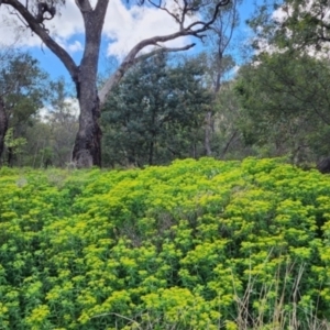 Euphorbia oblongata at Mount Ainslie - 24 Oct 2023 12:12 PM