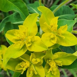 Euphorbia oblongata at Mount Ainslie - 24 Oct 2023 12:12 PM