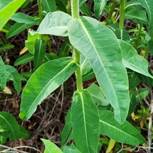 Euphorbia oblongata at Mount Ainslie - 24 Oct 2023 12:12 PM