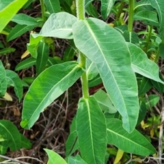 Euphorbia oblongata at Mount Ainslie - 24 Oct 2023