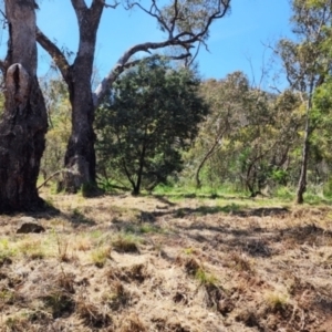 Euphorbia oblongata at Mount Ainslie - 24 Oct 2023