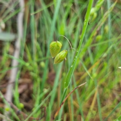 Briza maxima (Quaking Grass, Blowfly Grass) at Gungaderra Grasslands - 5 Oct 2023 by Butterflygirl