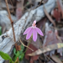 Caladenia carnea (Pink Fingers) at Crace, ACT - 6 Oct 2023 by Butterflygirl