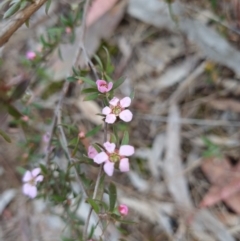 Gaudium multicaule (Teatree) at Gungaderra Grasslands - 5 Oct 2023 by Butterflygirl