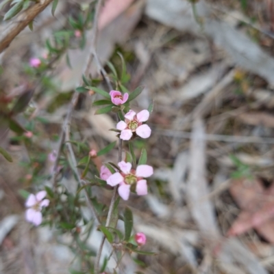 Gaudium multicaule (Teatree) at Crace, ACT - 5 Oct 2023 by Butterflygirl