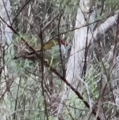 Neochmia temporalis (Red-browed Finch) at Gungaderra Grasslands - 5 Oct 2023 by Butterflygirl