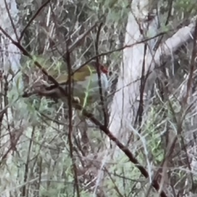 Neochmia temporalis (Red-browed Finch) at Gungaderra Grasslands - 5 Oct 2023 by Butterflygirl