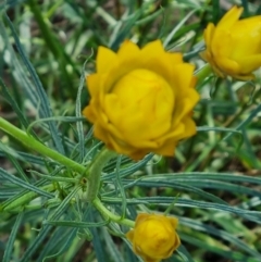 Xerochrysum viscosum (Sticky Everlasting) at Crace, ACT - 6 Oct 2023 by Butterflygirl