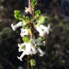 Brachyloma daphnoides (Daphne Heath) at Gungaderra Grasslands - 5 Oct 2023 by Butterflygirl