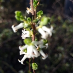 Brachyloma daphnoides (Daphne Heath) at Crace, ACT - 6 Oct 2023 by Butterflygirl