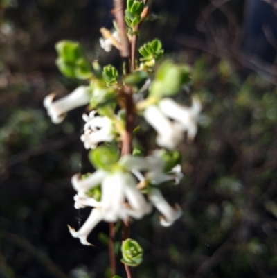 Brachyloma daphnoides (Daphne Heath) at Gungaderra Grasslands - 5 Oct 2023 by Butterflygirl