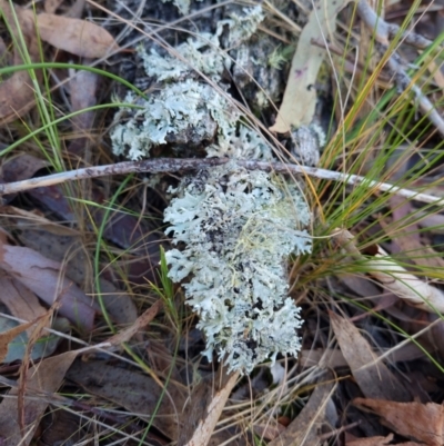 Unidentified Lichen, Moss or other Bryophyte at Gungaderra Grasslands - 5 Oct 2023 by Butterflygirl