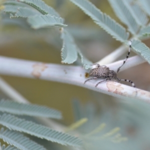 Ancita sp. (genus) at Wamboin, NSW - 10 Jan 2022