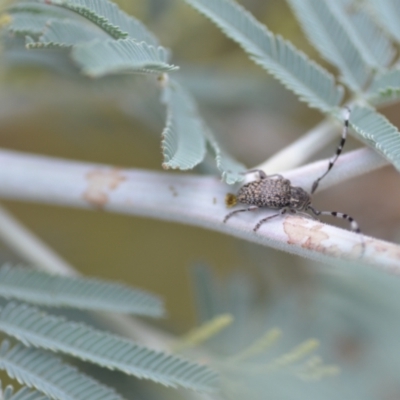 Ancita sp. (genus) (Longicorn or longhorn beetle) at QPRC LGA - 10 Jan 2022 by natureguy