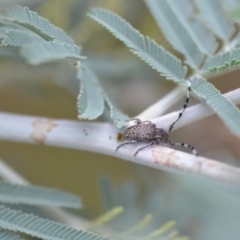 Ancita sp. (genus) at Wamboin, NSW - 10 Jan 2022