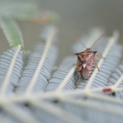Oechalia schellenbergii (Spined Predatory Shield Bug) at QPRC LGA - 10 Jan 2022 by natureguy