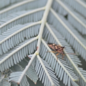 Oechalia schellenbergii at Wamboin, NSW - 10 Jan 2022