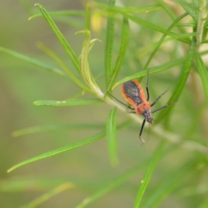 Gminatus australis at Wamboin, NSW - 10 Jan 2022 02:53 PM