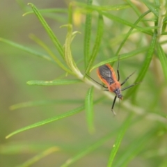 Gminatus australis (Orange assassin bug) at QPRC LGA - 10 Jan 2022 by natureguy