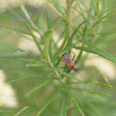 Gminatus australis at Wamboin, NSW - 10 Jan 2022 02:53 PM