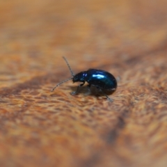 Altica sp. (genus) (Flea beetle) at QPRC LGA - 12 Jan 2022 by natureguy