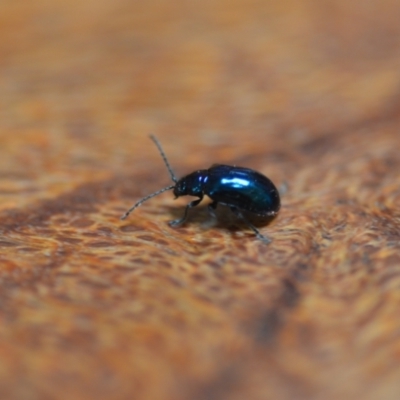 Altica sp. (genus) (Flea beetle) at QPRC LGA - 12 Jan 2022 by natureguy