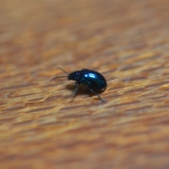 Altica sp. (genus) at Wamboin, NSW - 12 Jan 2022