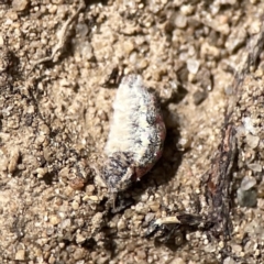 Anestia (genus) at Russell, ACT - 6 Oct 2023 02:13 PM