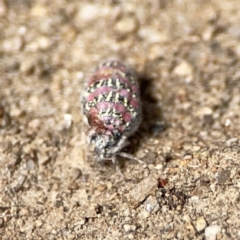 Anestia (genus) at Russell, ACT - 6 Oct 2023 02:13 PM