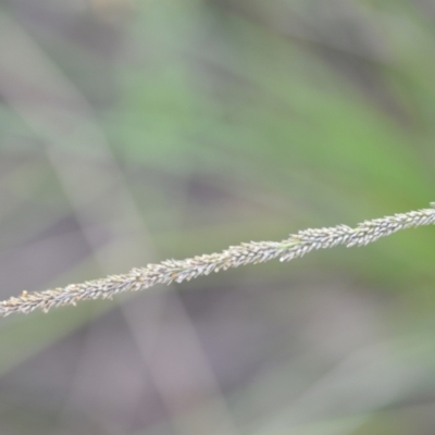 Sporobolus africanus (Parramatta Grass, Rat's Tail Grass) at Wamboin, NSW - 15 Jan 2022 by natureguy