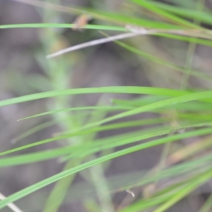 Sporobolus africanus at Wamboin, NSW - 15 Jan 2022