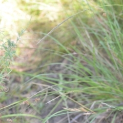 Sporobolus africanus at Wamboin, NSW - 15 Jan 2022