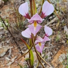 Diuris punctata var. punctata (Purple Donkey Orchid) at Ainslie, ACT - 5 Oct 2023 by Steve818