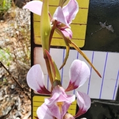 Diuris punctata var. punctata at suppressed - 6 Oct 2023