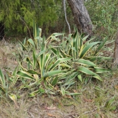Agave americana (Century Plant) at Isaacs Ridge and Nearby - 6 Oct 2023 by Mike