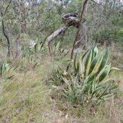 Agave americana at Tuggeranong, ACT - 6 Oct 2023 11:37 AM