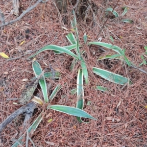 Agave americana at Farrer, ACT - 6 Oct 2023