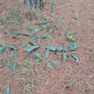 Agave americana at Jerrabomberra, ACT - 6 Oct 2023 11:21 AM