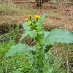 Sonchus asper (Prickly Sowthistle) at Isaacs Ridge and Nearby - 6 Oct 2023 by Mike