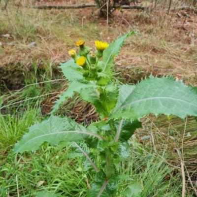 Sonchus asper (Prickly Sowthistle) at Jerrabomberra, ACT - 6 Oct 2023 by Mike
