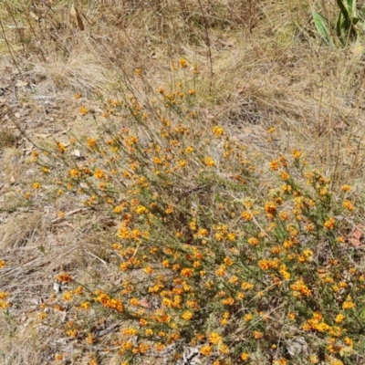 Dillwynia sericea (Egg And Bacon Peas) at Isaacs Ridge and Nearby - 6 Oct 2023 by Mike