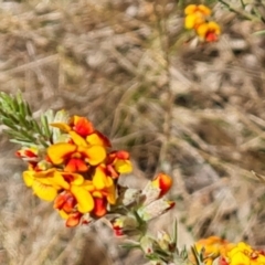 Dillwynia sericea at Tuggeranong, ACT - 6 Oct 2023